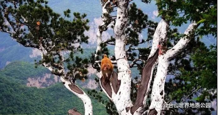 神农山盎然春意藏不住了！