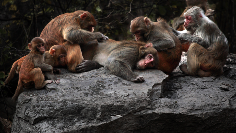 Macaques