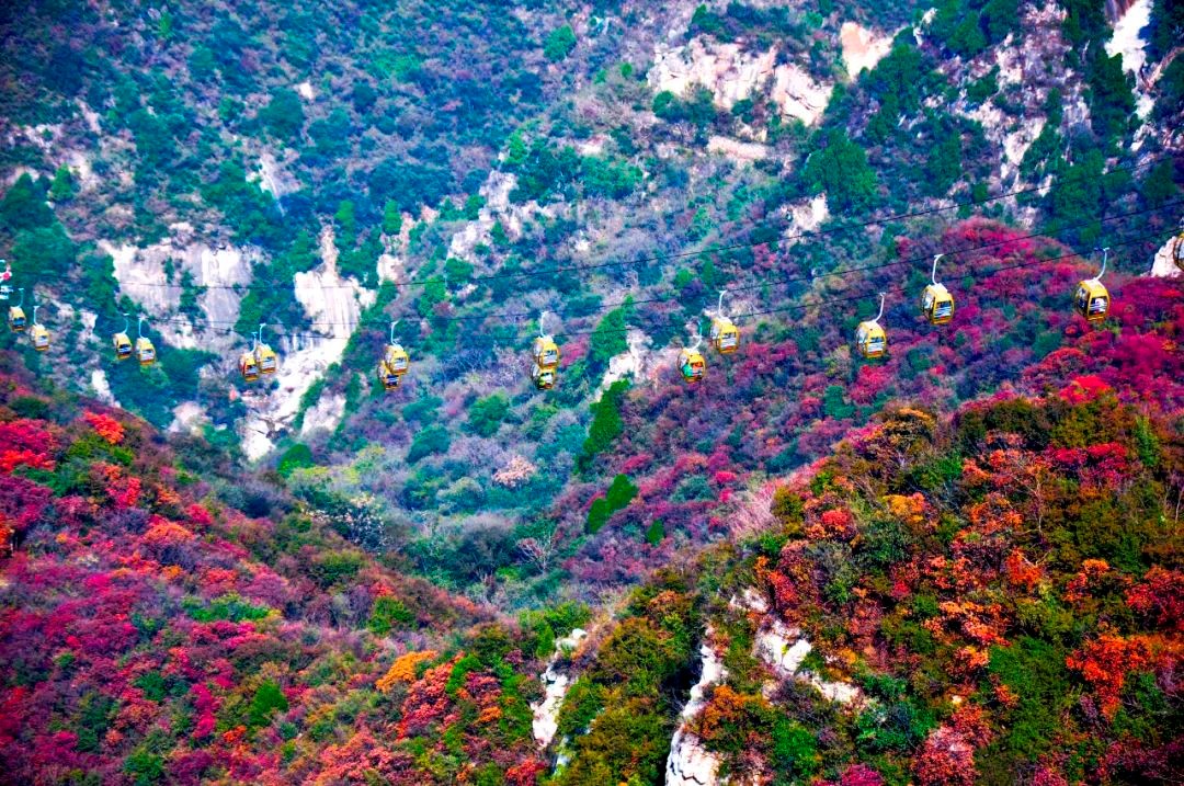 Ten thousand acres of red leaves, red Qingtianhe!
