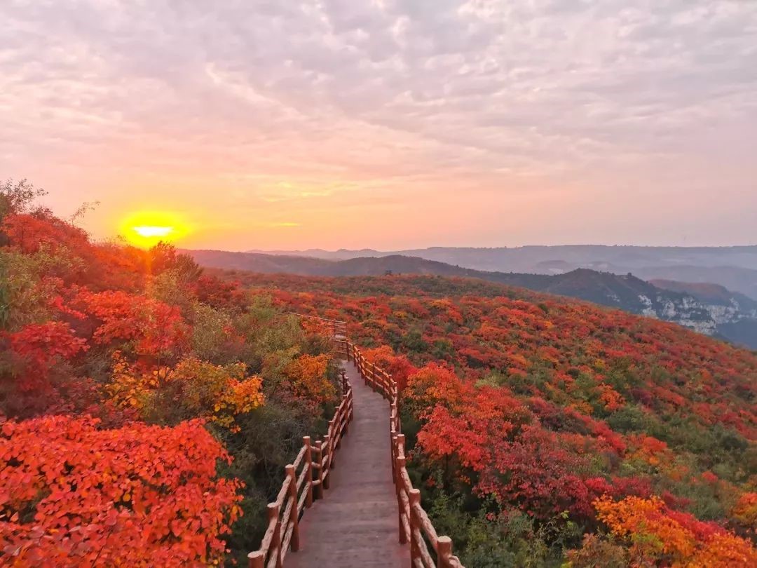 Ten thousand acres of red leaves, red Qingtianhe!
