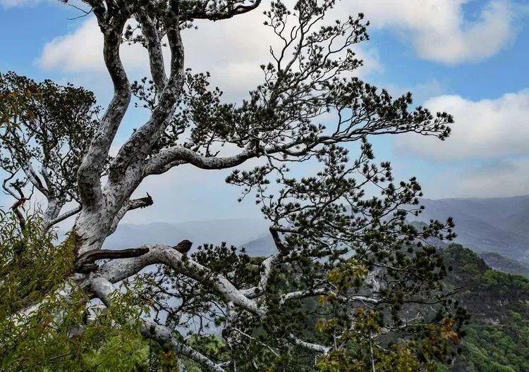 Great beauty Shennongshan